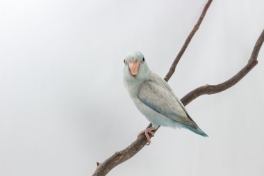 Pastel mavi Forpus kuş