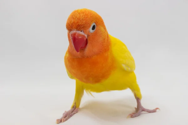 Amarelo duplo Lovebird — Fotografia de Stock