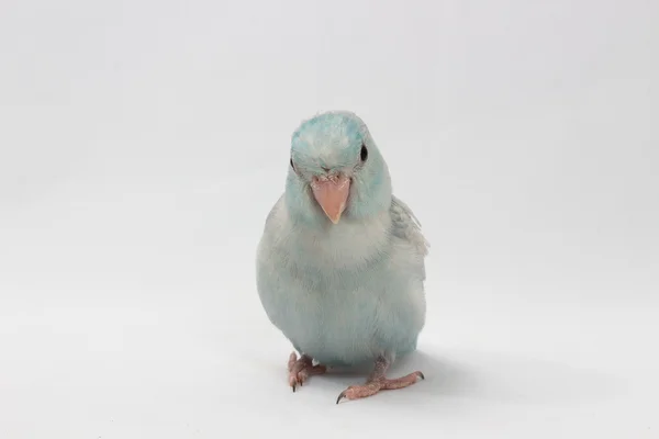 Pastell blå Forpus fågel — Stockfoto