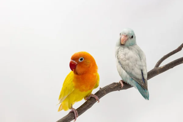Gelber Lumpenvogel und pastellblauer Forpus — Stockfoto