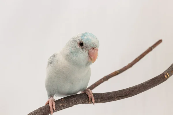 Pastel blauwe Forpus vogel — Stockfoto