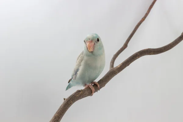 Pájaro azul pastel Forpus —  Fotos de Stock