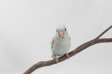 Pastel mavi Forpus kuş