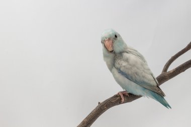 Pastel mavi Forpus kuş