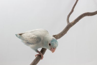 Pastel mavi Forpus kuş