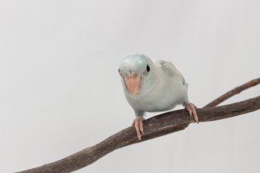 Pastel mavi Forpus kuş