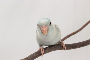 Pastel mavi Forpus kuş