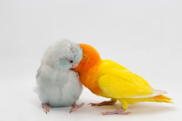 Gula Lobebird och pastell blå Forpus — Stockfoto