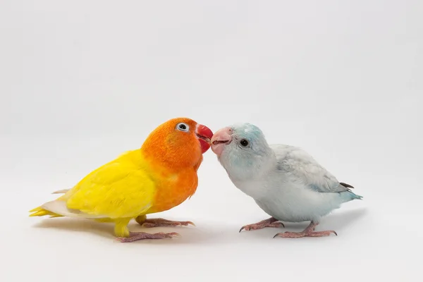 Žluté Lobebird a pastelově modré Forpus — Stock fotografie