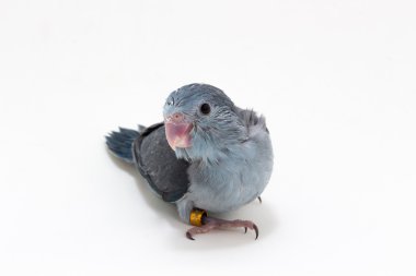 Leylak rengi Forpus'ın piliç