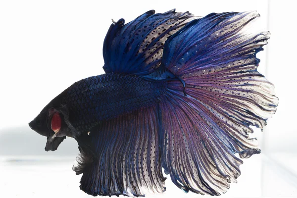 Betta, peces siameses de lucha — Foto de Stock