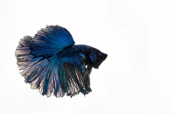 Betta, Siamois combattant les poissons — Photo