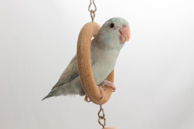 Pastel mavi Forpus oynarken