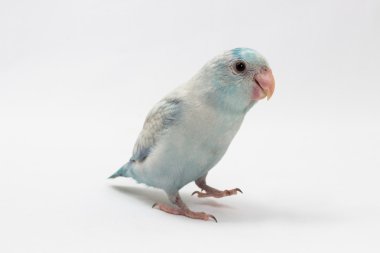 Pastel mavi Forpus kuş