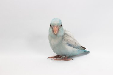 Pastel mavi Forpus kuş