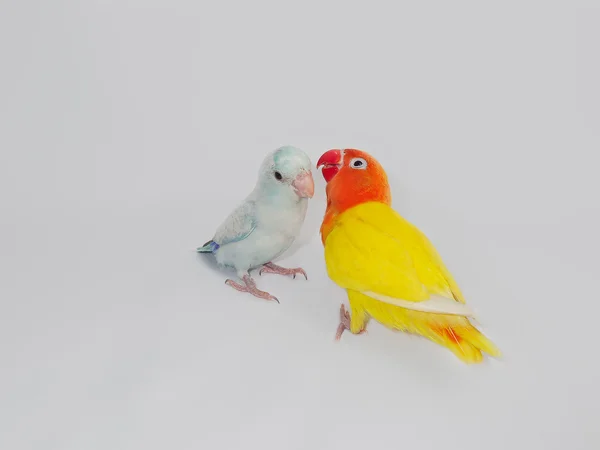 Κίτρινο Lobebird και παστέλ μπλε Forpus — Φωτογραφία Αρχείου