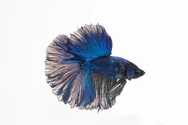 Betta, peixes siameses lutadores — Fotografia de Stock