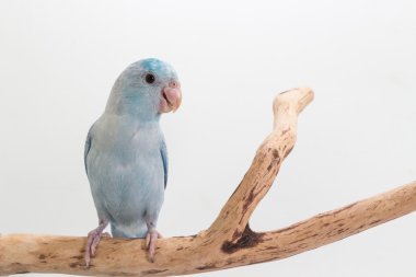 Pastel mavi Forpus oynarken