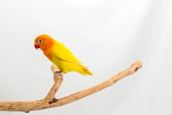 Amarelo duplo Lovebird — Fotografia de Stock