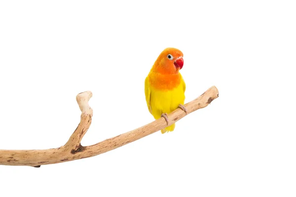 Amarelo duplo Lovebird — Fotografia de Stock