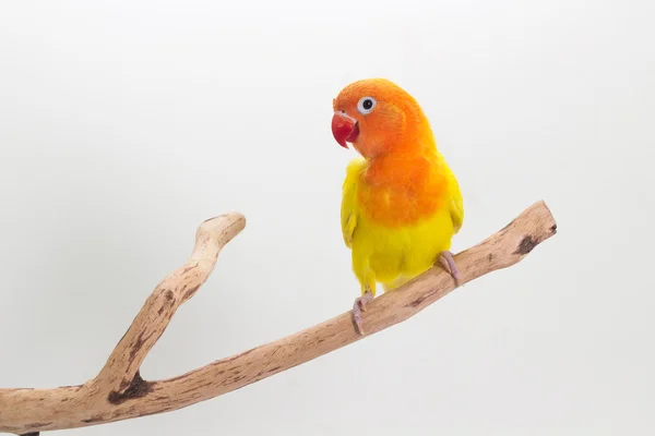 Amarelo duplo Lovebird — Fotografia de Stock