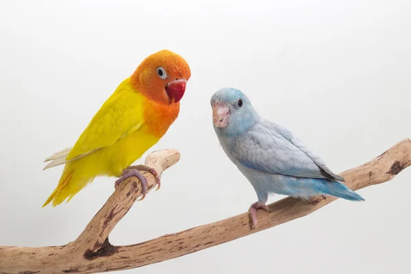 Lobebird ve Pastel mavi Forpus sarı — Stok fotoğraf