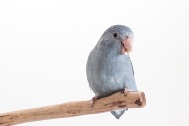 Leylak rengi Forpus, muhabbet kuşu, kuş