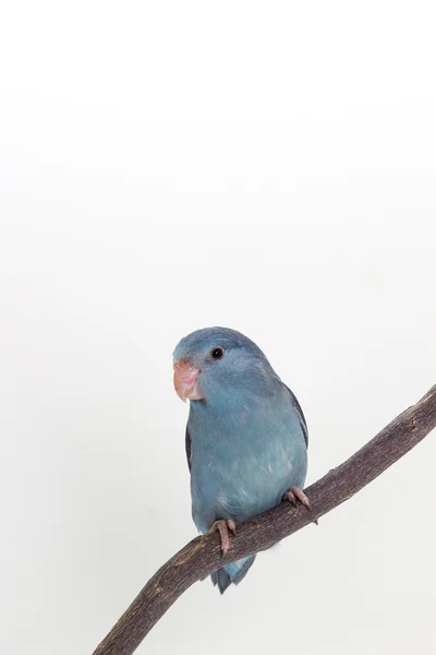 Malva Forpus, periquito, pájaro —  Fotos de Stock