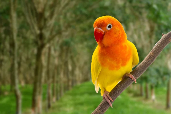 Dvojitá žlutá Lovebird na větvi — Stock fotografie