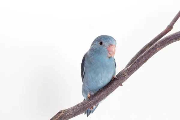 Fioletowe Forpus, Parakeet, ptak — Zdjęcie stockowe