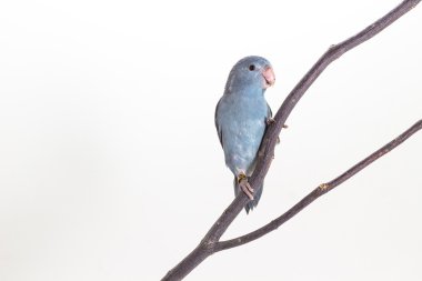 Leylak rengi Forpus, muhabbet kuşu, kuş