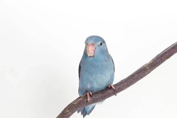 Mauve Forpus, Parakeet, Bird — Stock Photo, Image