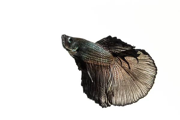 Betta, pesce combattente siamese — Foto Stock