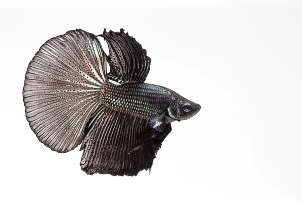 Бетта, сиамская огненная рыба — стоковое фото