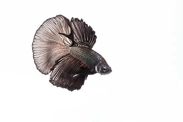 Betta, peixes siameses lutadores — Fotografia de Stock