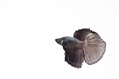 Daha iyi, Siyam mücadele balık