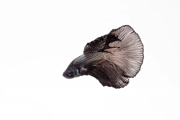 Бетта, сиамская огненная рыба — стоковое фото