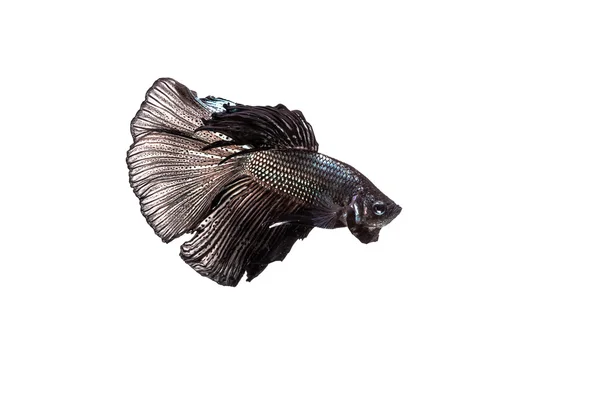 Betta, pesce combattente siamese — Foto Stock