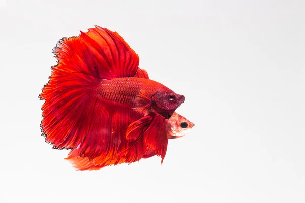 Betta, Siamese Fighting Fish — Stock Photo, Image