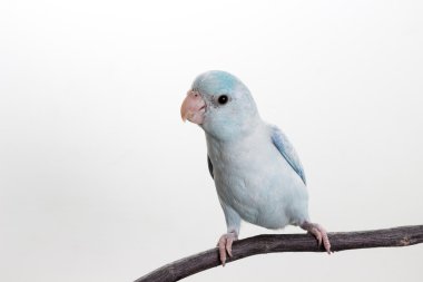 Pastel mavi Forpus kuş