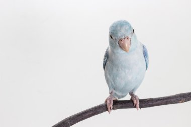 Pastel mavi Forpus kuş