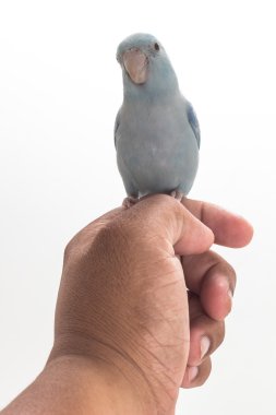 Pastel mavi Forpus kuş