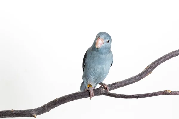 Fioletowe Forpus, Parakeet, ptak — Zdjęcie stockowe