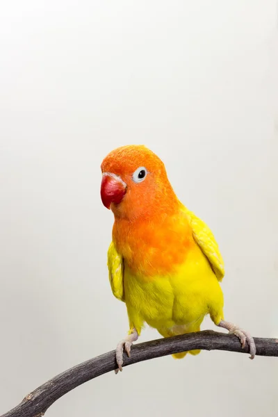 Amarelo Lovebird no ramo — Fotografia de Stock