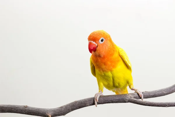 Amarelo Lovebird no ramo — Fotografia de Stock