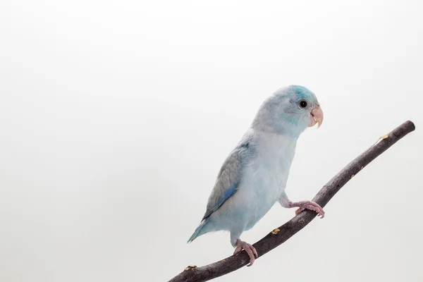 Pastel Blue Forpus Bird — Stock Photo, Image