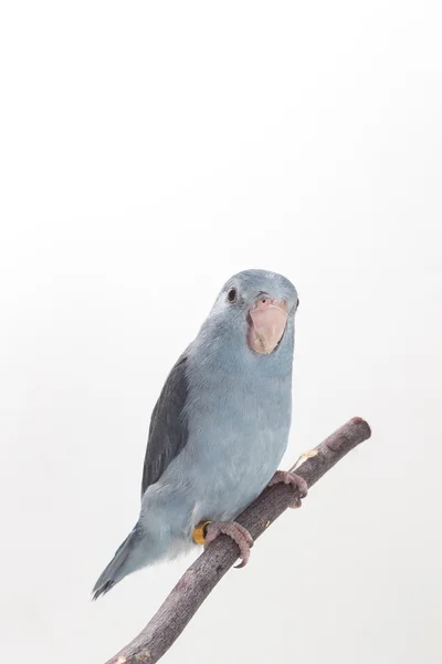 Malva Forpus, periquito, pájaro —  Fotos de Stock