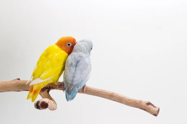 Lovebird a Forpus — Stock fotografie