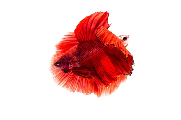 Сиамская огненная рыба, Бетта огненная — стоковое фото