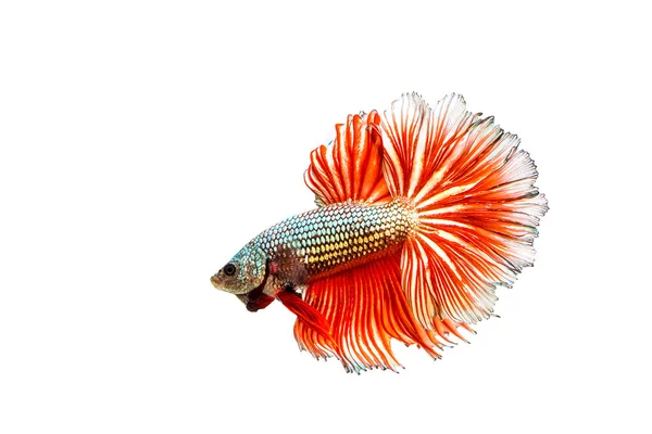 The Siamese Fighting Fish, Betta Fish — Stock Photo, Image